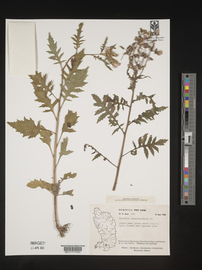 Erechtites valerianifolia image