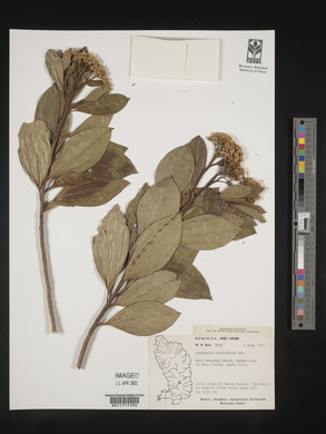 Baccharis pedunculata image