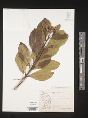 Baccharis pedunculata image