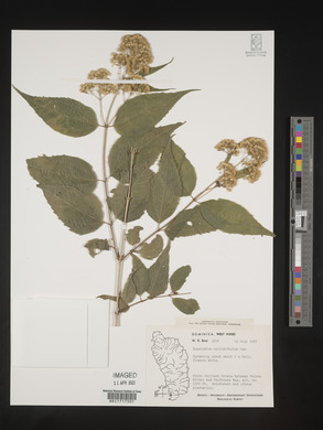 Koanophyllon celtidifolium image