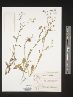 Conyza laevigata image