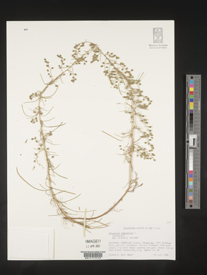 Artemisia campestris image