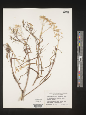 Flaveria linearis image