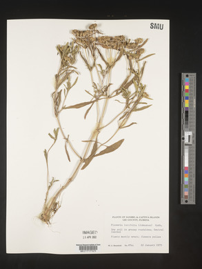 Flaveria linearis image