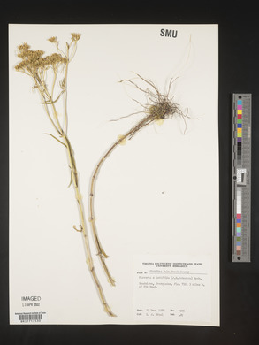 Flaveria linearis image