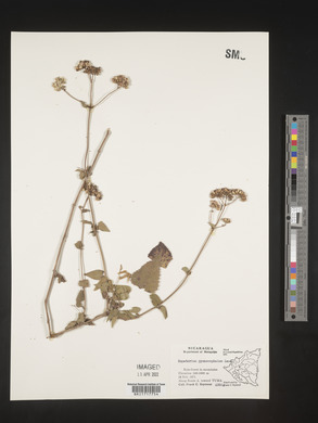 Fleischmannia pycnocephala image