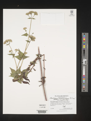 Fleischmannia porphyranthema image