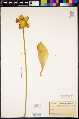 Sarracenia purpurea image