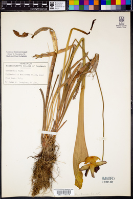 Sarracenia flava image