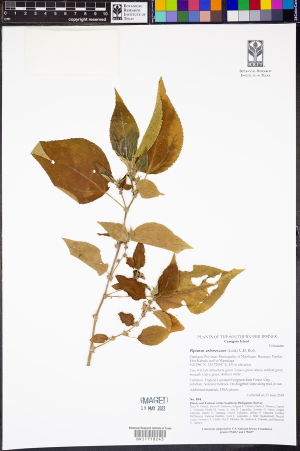 Pipturus arborescens image
