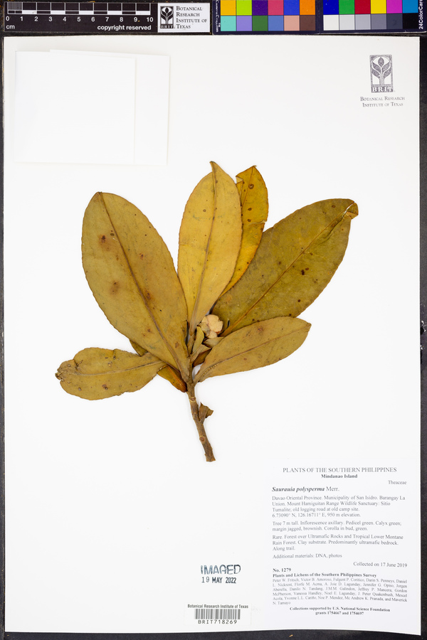 Saurauia polysperma image