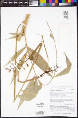 Image of Calamus cumingianus