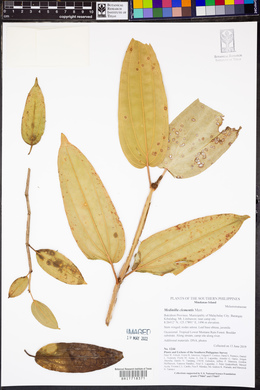 Medinilla clementis image