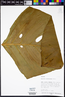 Monstera lechleriana image