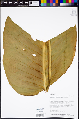 Monstera lechleriana image