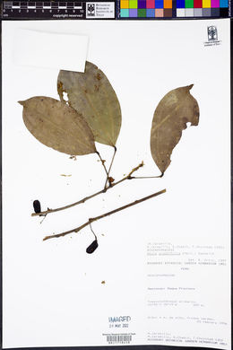 Abuta grandifolia image