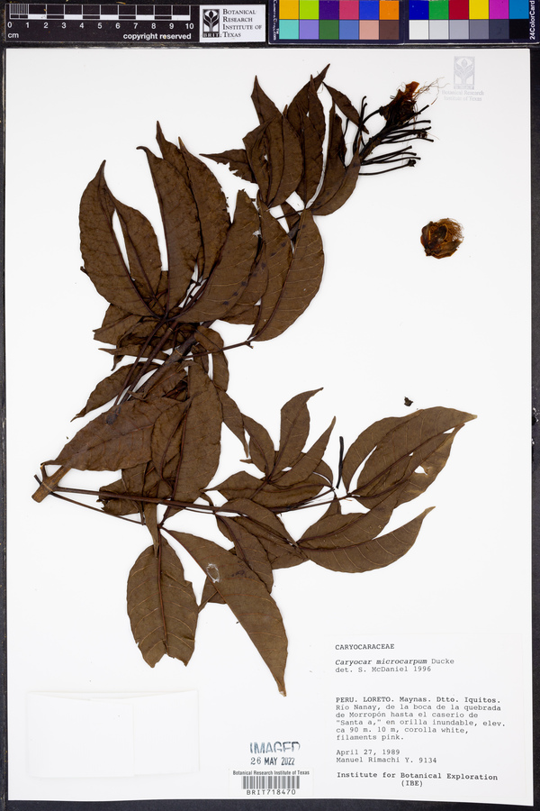 Caryocar microcarpum image