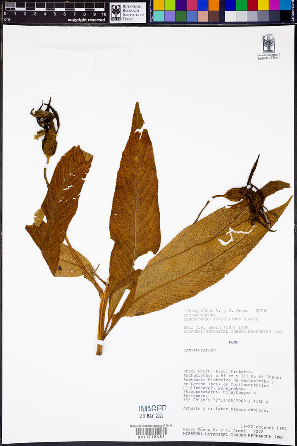 Centropogon isabellinus image