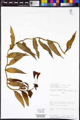Image of Bomarea aurantiaca