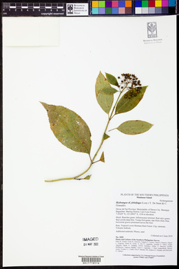 Hydrangea febrifuga image