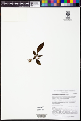Argostemma solaniflorum image