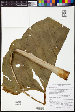 Image of Alocasia maquilingensis