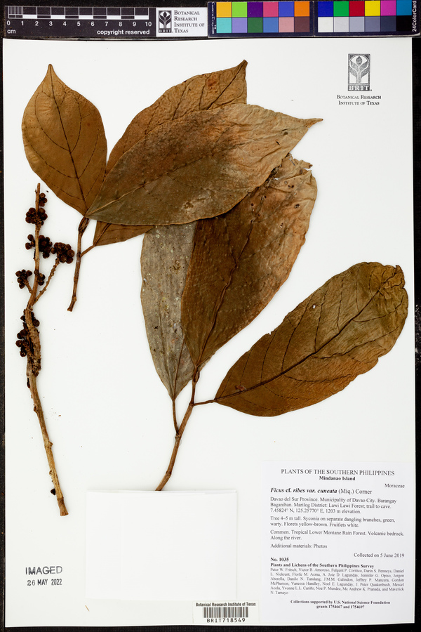 Ficus ribes image