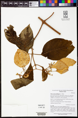 Mussaenda philippica image