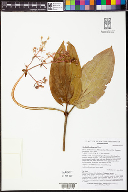 Image of Medinilla clementis