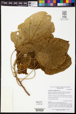 Acalypha cardiophylla image