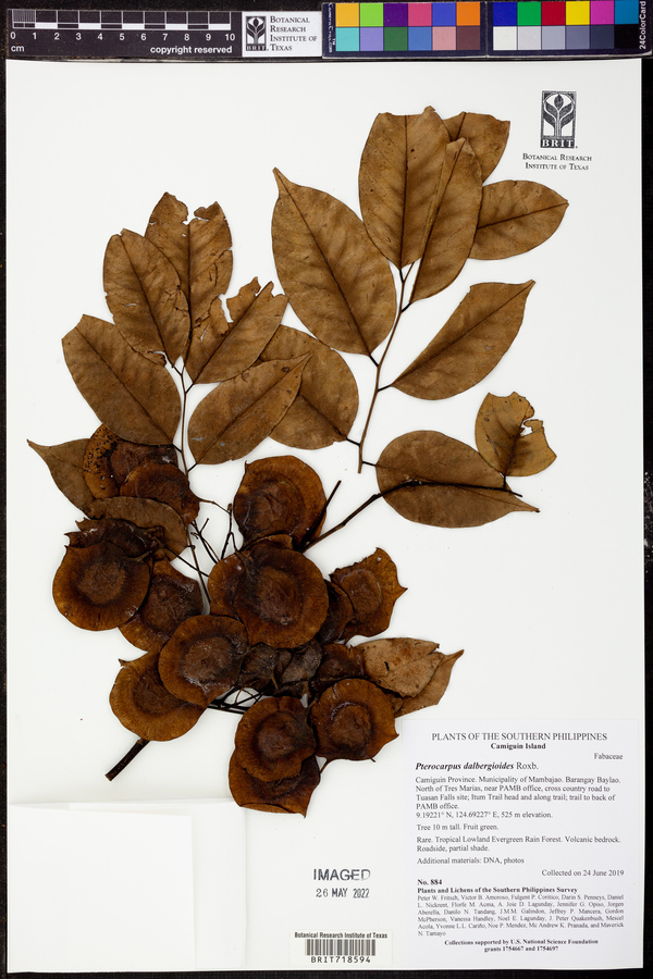 Pterocarpus dalbergioides image