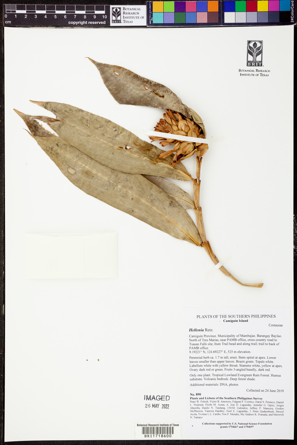 Hellenia image