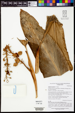 Alpinia haenkei image