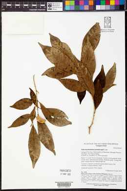 Tabernaemontana pandacaqui image