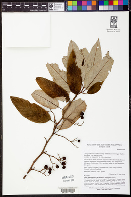 Alphitonia excelsa image