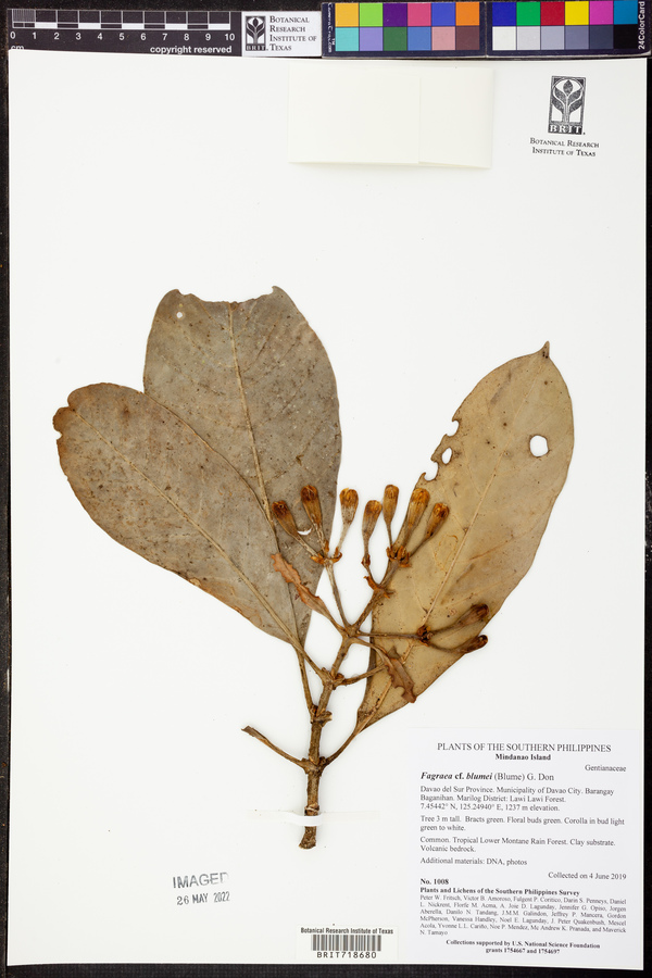 Fagraea blumei image