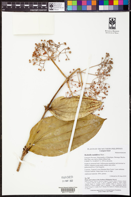 Medinilla multiflora image