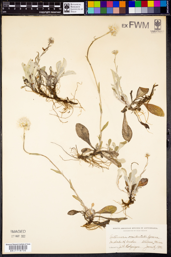 Antennaria occidentalis image