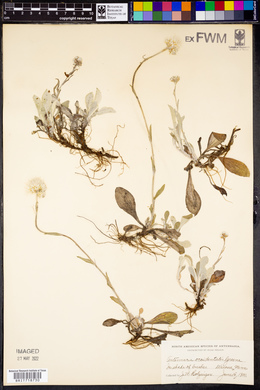 Antennaria occidentalis image