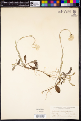 Antennaria occidentalis image