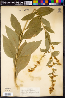 Solidago patula image