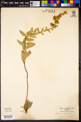 Solidago radula image