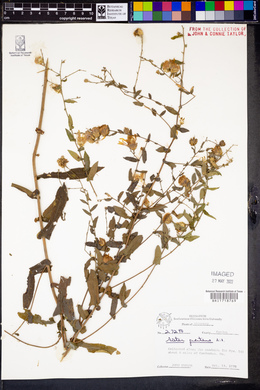 Symphyotrichum patens var. patens image