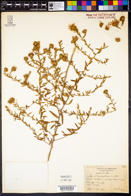 Symphyotrichum oblongifolium image