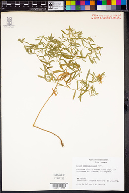 Symphyotrichum oblongifolium image