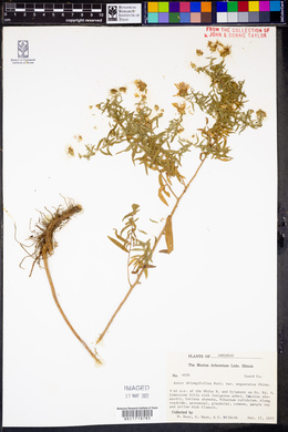 Symphyotrichum oblongifolium image