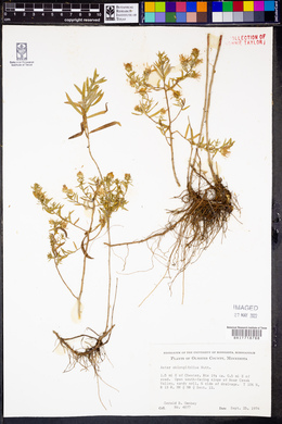 Symphyotrichum oblongifolium image