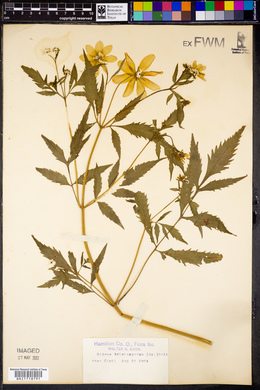 Bidens trichosperma image