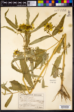 Bidens laevis image