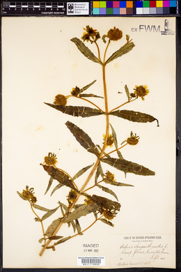 Bidens laevis image